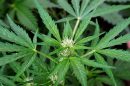 cannabis en jóvenes y adolescencia